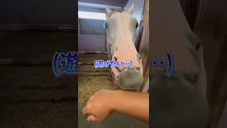 調教師に噛んで怒られるゴルティ君が可愛すぎるｗｗｗ #競馬 #馬 #ゴールドアバンティ #大井競馬場