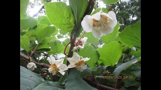 How to idenify male \u0026 female Kiwi flowers