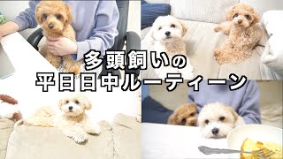 在宅勤務中の飼い主と愛犬2匹の平日ルーティーン【多頭飼い】