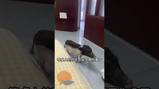 SHORT--Funnist Animals |  Cute Pig | 有只小猪叫老六，老六和我的爱恨情仇#062--猪狗大战52--阳、阳、阳了之后，老六告诉你什么叫一劳永逸！~