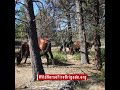 Wild horses are a native species and need to be protected, Wild Horse Fire Brigade offers that o...