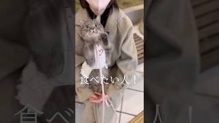 お外でおやつをおねだりする猫が可愛すぎた...#shorts #猫 #マンチカン