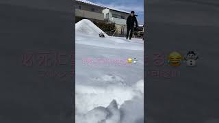 雪の中を駆け巡る愛犬が可愛すぎだ #shorts