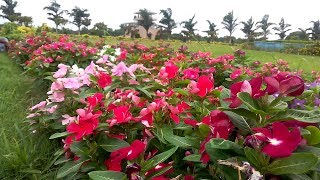 Beautiful Nature Video \u0026 Relaxing Music -Motijheel Park,Murshidabad||Ful HD||By Channel Etc.