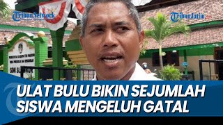 TEROR ULAT BULU DI MADIUN, Bikin Sejumlah Siswa Mengeluh Gatal