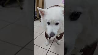 冷冷的天氣，給Yuki加件可愛的狐狸裝 #狐狸犬 #yuki #dog #spitz #狗狗 #寵物日常