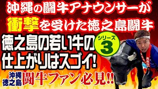 闘牛アナウンサー伊波大志さんが衝撃を受けた徳之島闘牛003 徳之島と沖縄はリングがチガウ!!　#徳之島#奄美#奄美群島#徳之島闘牛#闘牛#世界自然遺産#世界自然遺産登録#世界の宝#沖縄闘牛#伊波大志