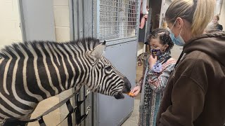 Petting the Zebras! A Dream Come True for Nevaeh.