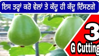 Vegetables | ਇਸ ਤਰ੍ਹਾਂ ਕਰੋ ਵੇਲਾਂ ਨੂੰ ਕੱਦੂ ਹੀ ਕੱਦੂ ਲੱਗਣਗੇ | PiTiC Live