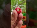 💥fresh fruits harvest in my garden 😋😋 4 வகையான பழங்கள் அறுவடை 🤯🤯 shorts fruits harvest