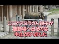 ワルダーさんプールに入らないでね（東山動植物園）　please do not enter the walder pool （higashiyama zoo and botanical garden）