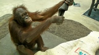 オランウータンの子供ミンピー（多摩動物公園2012）Baby Orang-utan