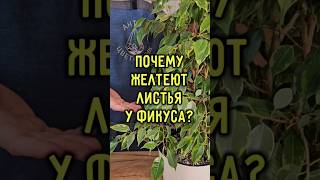 Почему желтеют листья фикуса?