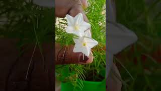 our garden dream flowers.... நம் தோட்டத்தில் கனவு மலர்கள்...... #flowers #trending #plants