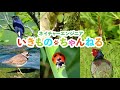 ヤマガラ オレンジ色の器用な小鳥！鳴き声もかわいい