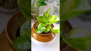 #shorts || DIY Money Plant / Pothos #moneyplant