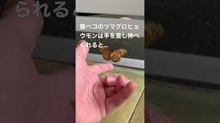 How to catch butterfly with bare hand. 腹ペコのチョウに手を差し伸べるとこうなる！