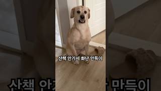 산책 안가서 화난 만득이