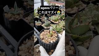 agaveパリー#多肉植物 #アガベ #agave #パリー