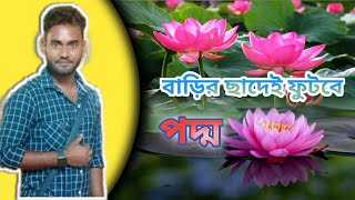 বাড়ির টবে পদ্ম ফুল চাষ করার সহজ পদ্ধতি শিখে নিন।