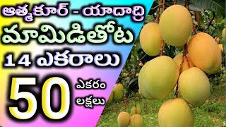 ఆత్మకూరులో(మోత్కూర్)14 ఎకరాల మామిడితోట||pochannagutta||Athmakur|Yadaddri|Mothkur @localagent