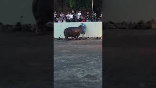 熊本市動植物園の夜間開園　カバのもぐもぐタイム