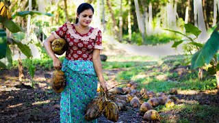 Coconut harvest  🥥 make Coconut dessert called Kalu Dodol | Pulasi Village Life