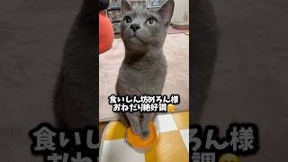 【ロシアンブルー】めろんいつものおねだり〜待たせすぎてちと怒ってる⁇🫢【猫】#shorts