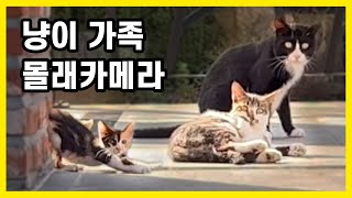 우리 집 마당을 점령한 길고양이 가족을 관찰해보았더니..