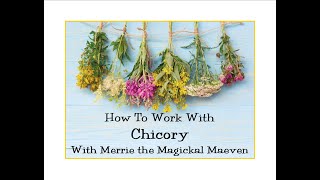 How to Work with Chicory in 2022