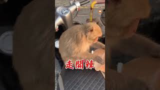 【搞笑】機車被猴子霸佔 女大生超崩潰！｜搞笑｜猴子