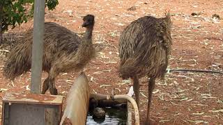 Emus at Erldunda Roadhouse, Northern Territory (26/11/2013)