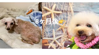 家族になって8ヶ月の追跡‼️【元繁殖犬】【トイプードル】