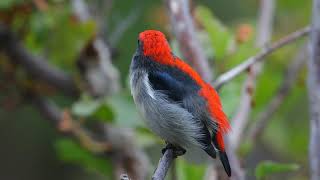 朱背啄花鳥 Scarlet-backed Flowerpecker - 20181206