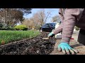 planting daffodil bulbs in zone 9 northern california