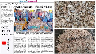 Squid Fish 🦑 | கணவாய் மீன் | Auction at Colachel | Upto  1,08,000 Rs 😲💵