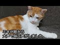 悲しい顔をした白い猫がでてくる夢を小さな娘が毎晩見るように。霊能者に見てもらうとこの家の倉庫に衝撃の出来事が【猫の不思議な話】【朗読】