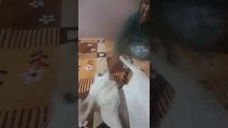 Highlight 16:05 – 21:04 from Pooja Prajapati is live #trendingvideo#viralvideos #doglover #animal