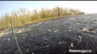 Emån  - Seatrout fishing