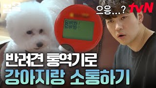 소심이인 줄 알았던 디디의 용맹 당당 강쥬 모먼트🐕✨ 가족들을 지키기 위해 초인종 울릴 때마다 짖던 디디 | 대화가필요한개냥