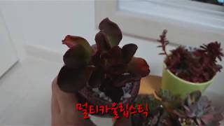 #레인드랍.멀티카울립스틱.적귀성다육에 마음이~(착불이벤트방에서 참여하세요~)