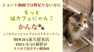 【完全版】　🐱かんな🐱　猫カフェMOCHA東久留米店　(ノルウェージャンフォレストキャット♀)　2024/6/25 撮影分　　#日替わり猫カフェにゃんこ