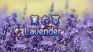 治愈系王者薰衣草，香水瓶中的宁静与舒缓 Lavender in Perfumery