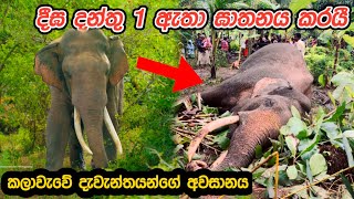 Tusker Deega 1 killed by electrocution 😭🐘 | විදුලි සැර වද්දවා මරණයට පත් කල කලාවැවේ දීඝ ඇතාගේ දර්ශන