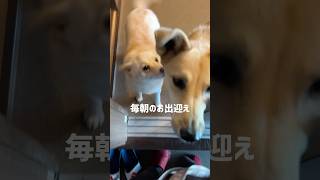 お出迎え#さかがみ家 #保護犬 #保護猫 #dog#cat#坂上忍