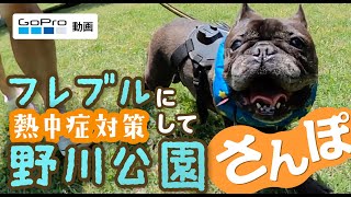 【東京犬散歩：野川公園】犬目線カメラで案内(フレンチブルドッグのお散歩)