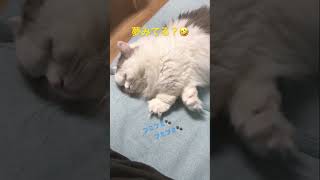 夢みてる？ww猫の寝方が可愛すぎた！#shorts  #猫 #ねこ