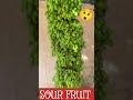 sour fruit tree shorts fruit shortsvideo