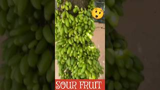 Sour Fruit Tree #shorts #fruit #shortsvideo