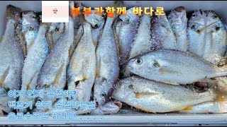 백조기손질이 어려우신분 음료수뚜껑하나면 백조기손질 끝  #백조기손질 #음료수뚜껑 #백조기구이